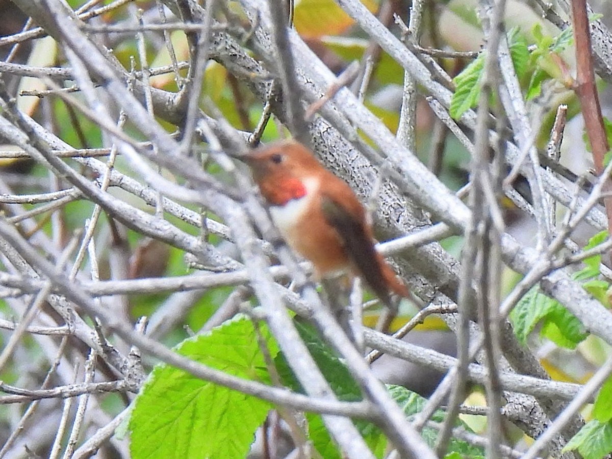 Rufous Hummingbird - ML617800154