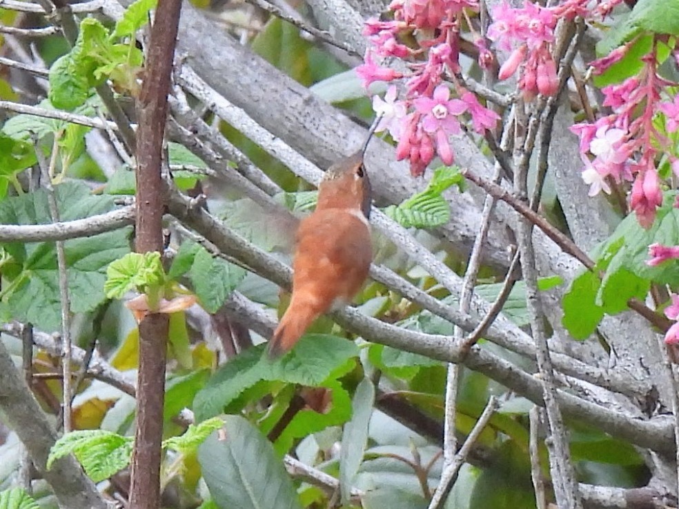 Rufous Hummingbird - ML617800157
