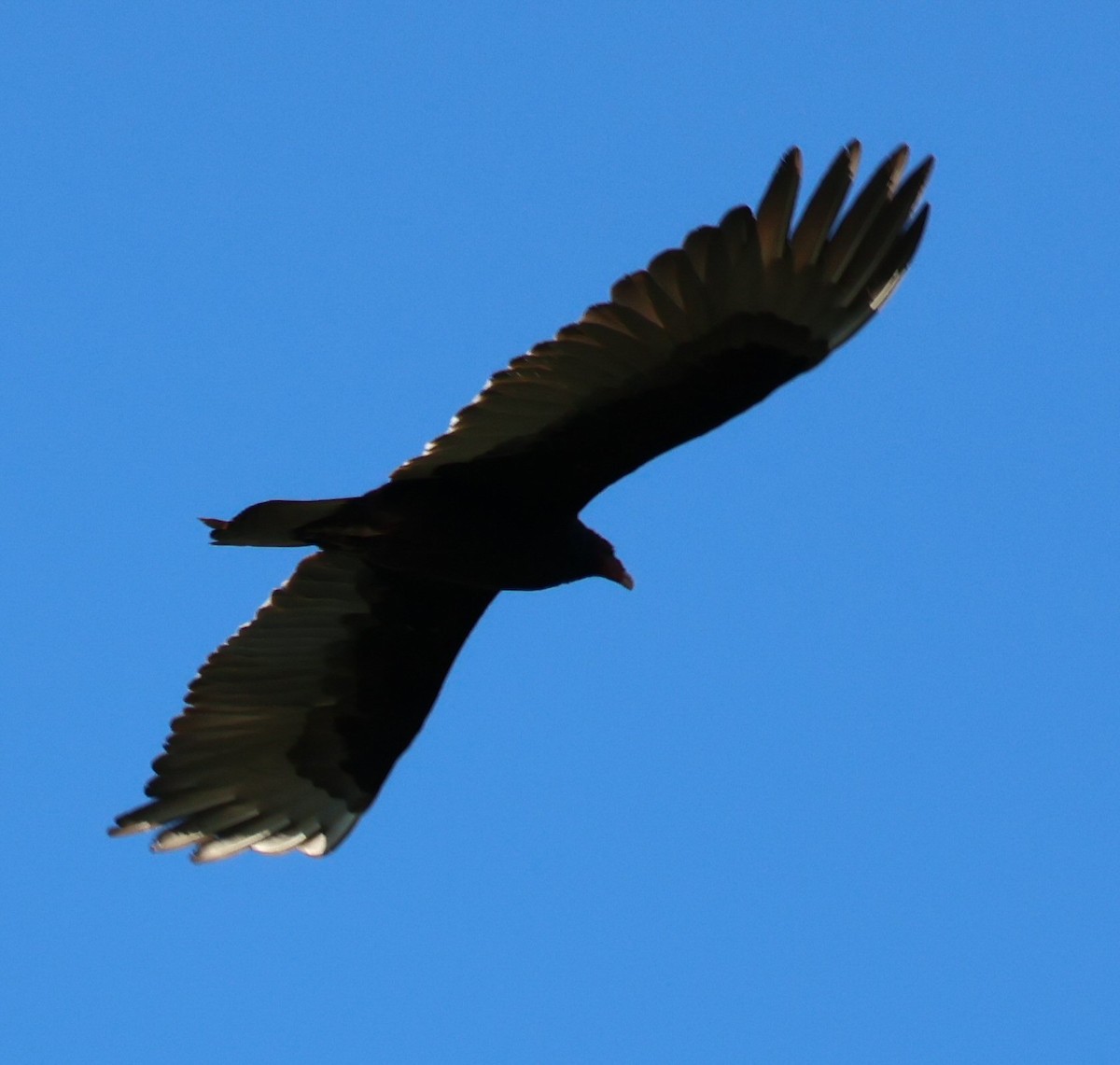 Turkey Vulture - ML617800179