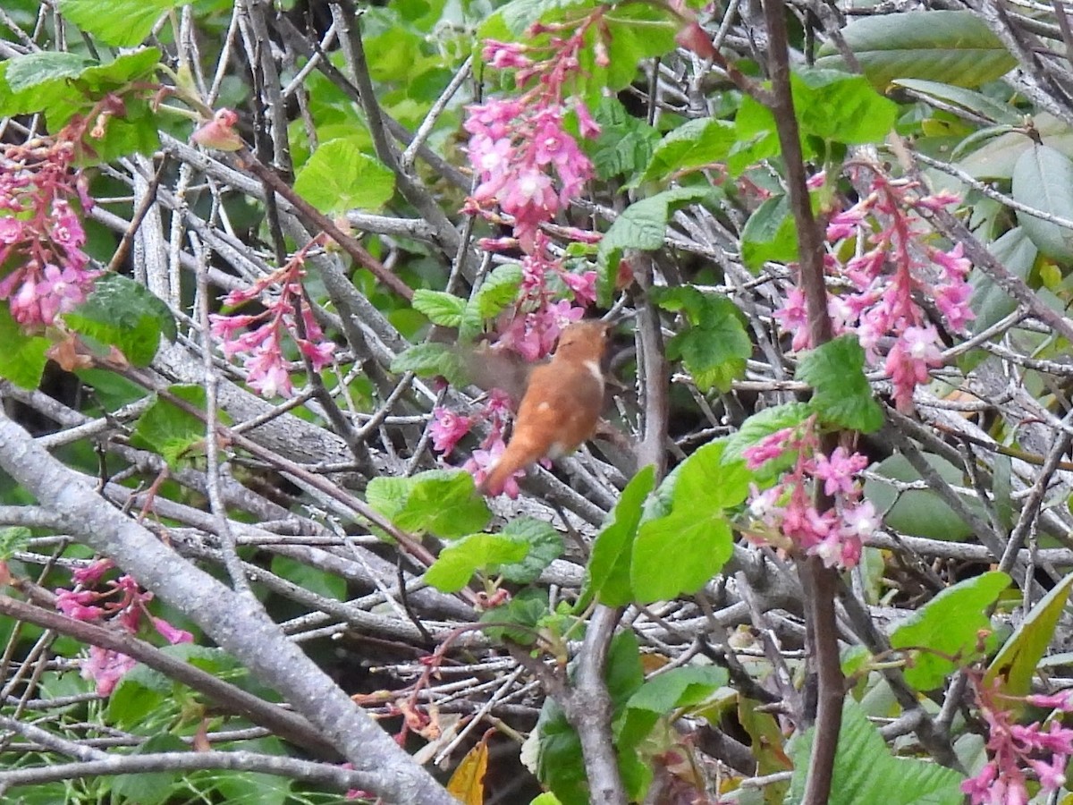 Rufous Hummingbird - ML617800183