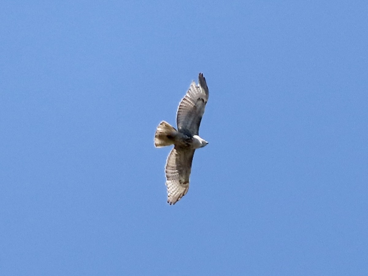 Red-tailed Hawk - ML617800213