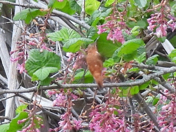 Rufous Hummingbird - ML617800217