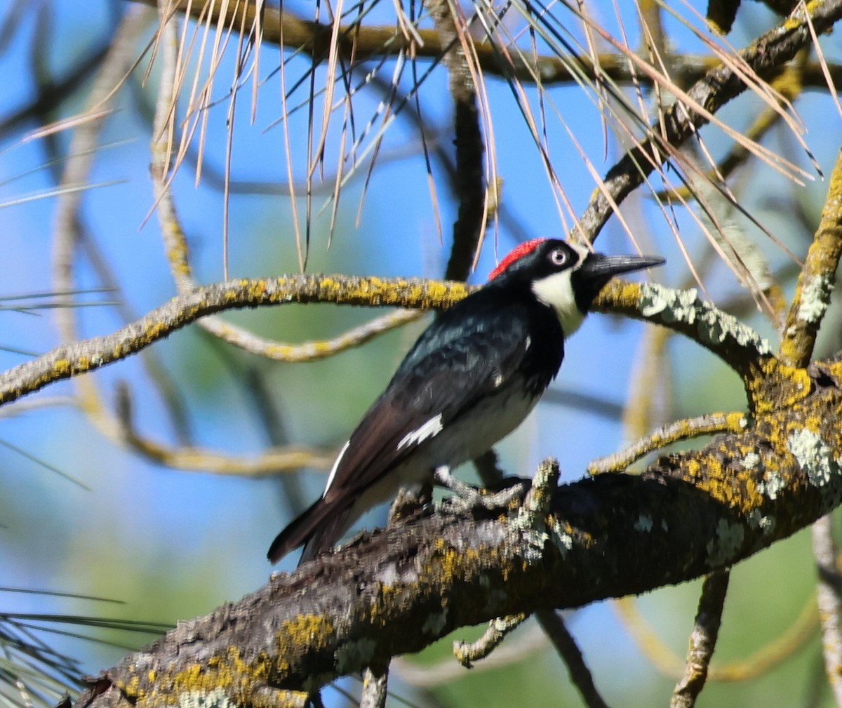 Acorn Woodpecker - ML617800271