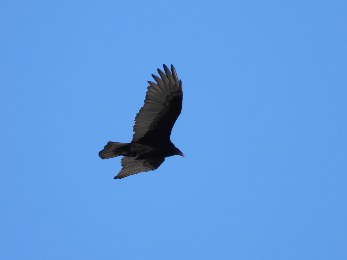 Turkey Vulture - Más Aves