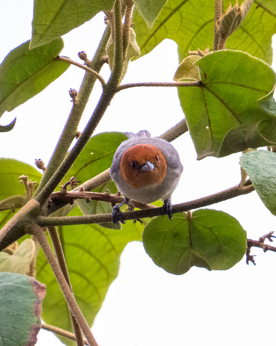 Fulvous-headed Tanager - Robin Quiroz