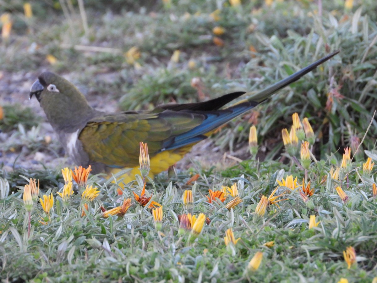 Patagonya Papağanı - ML617800303