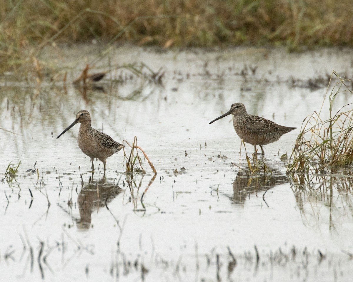 Long-billed Dowitcher - ML617800351
