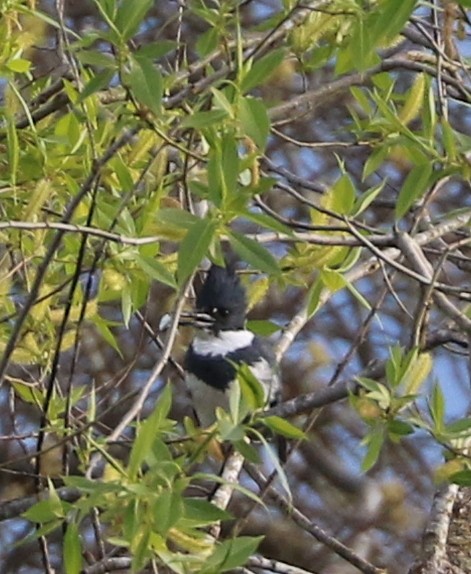 Belted Kingfisher - ML617800504