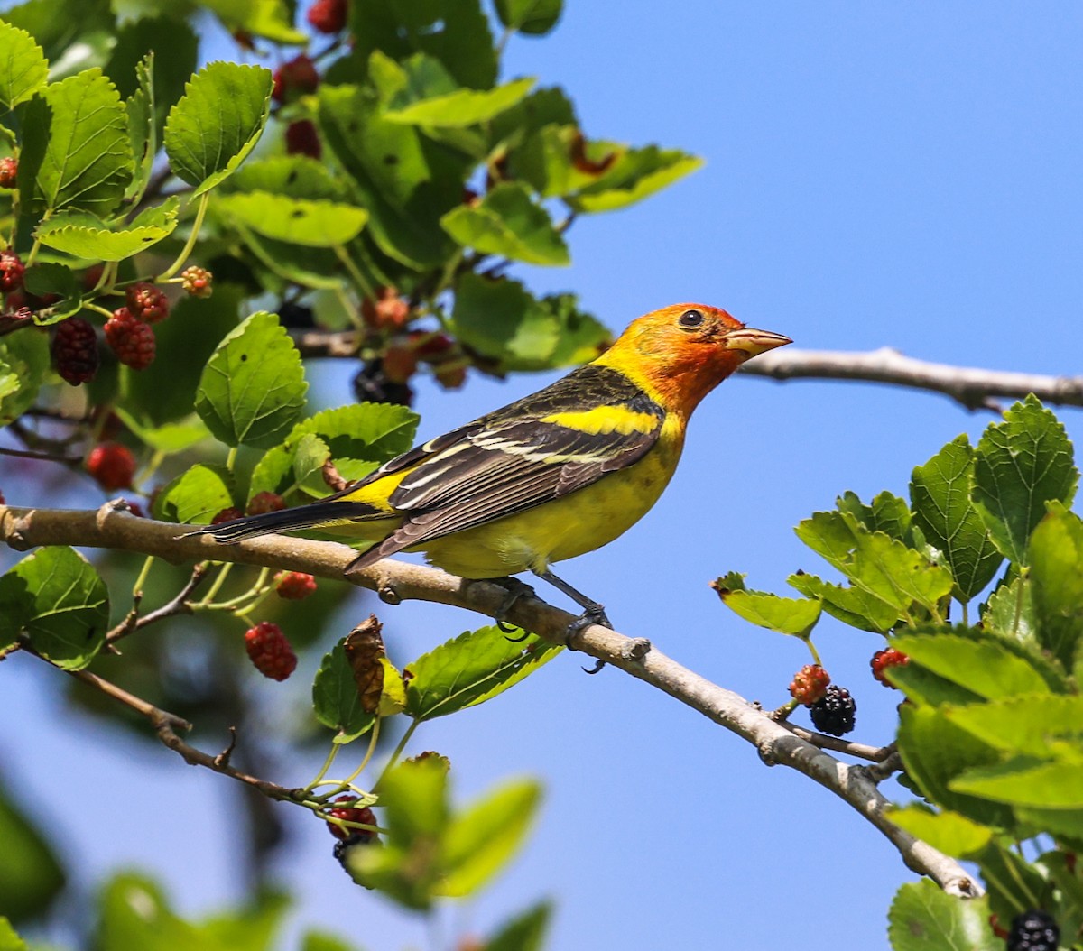 Western Tanager - ML617800507