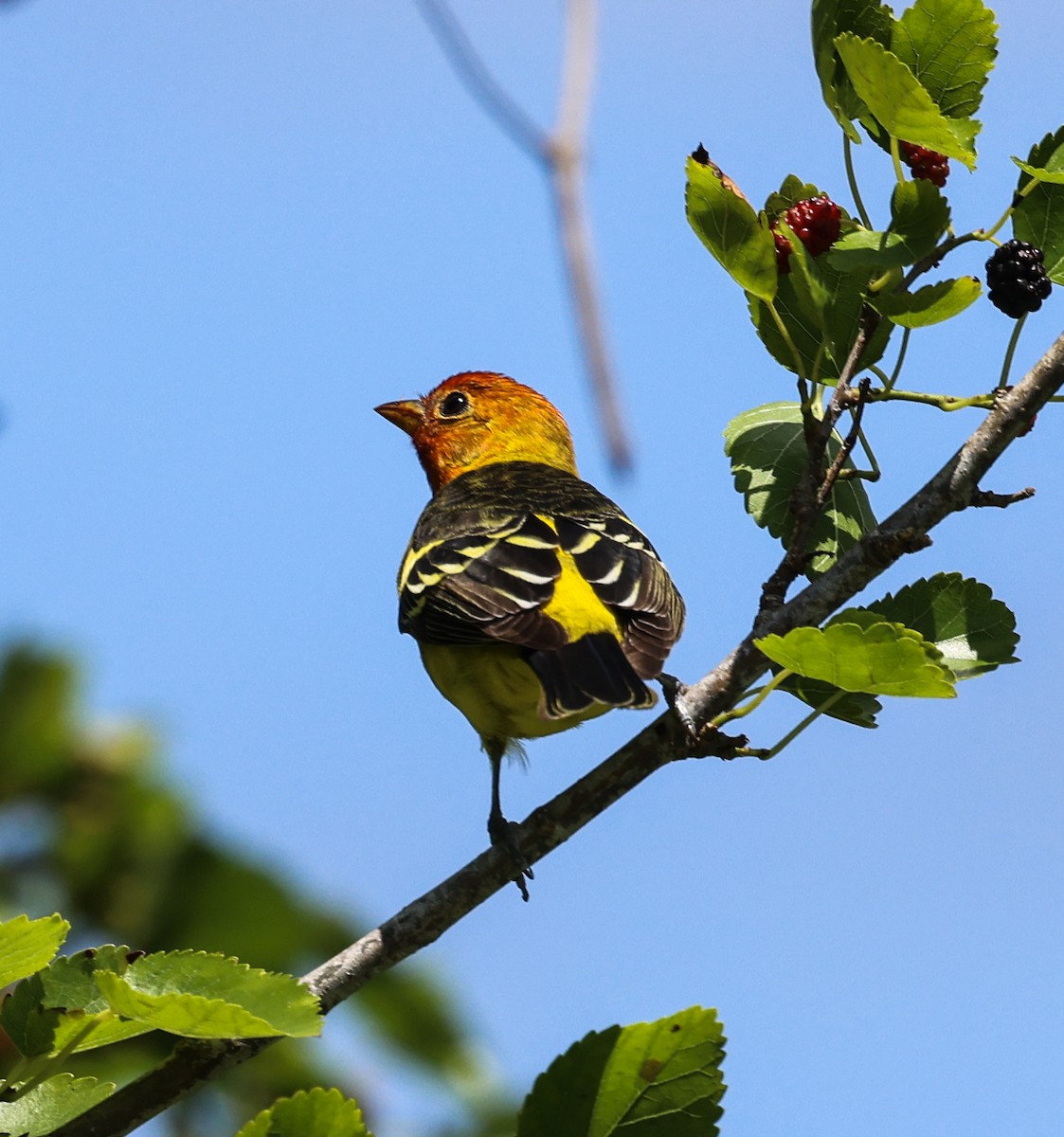 Western Tanager - ML617800519