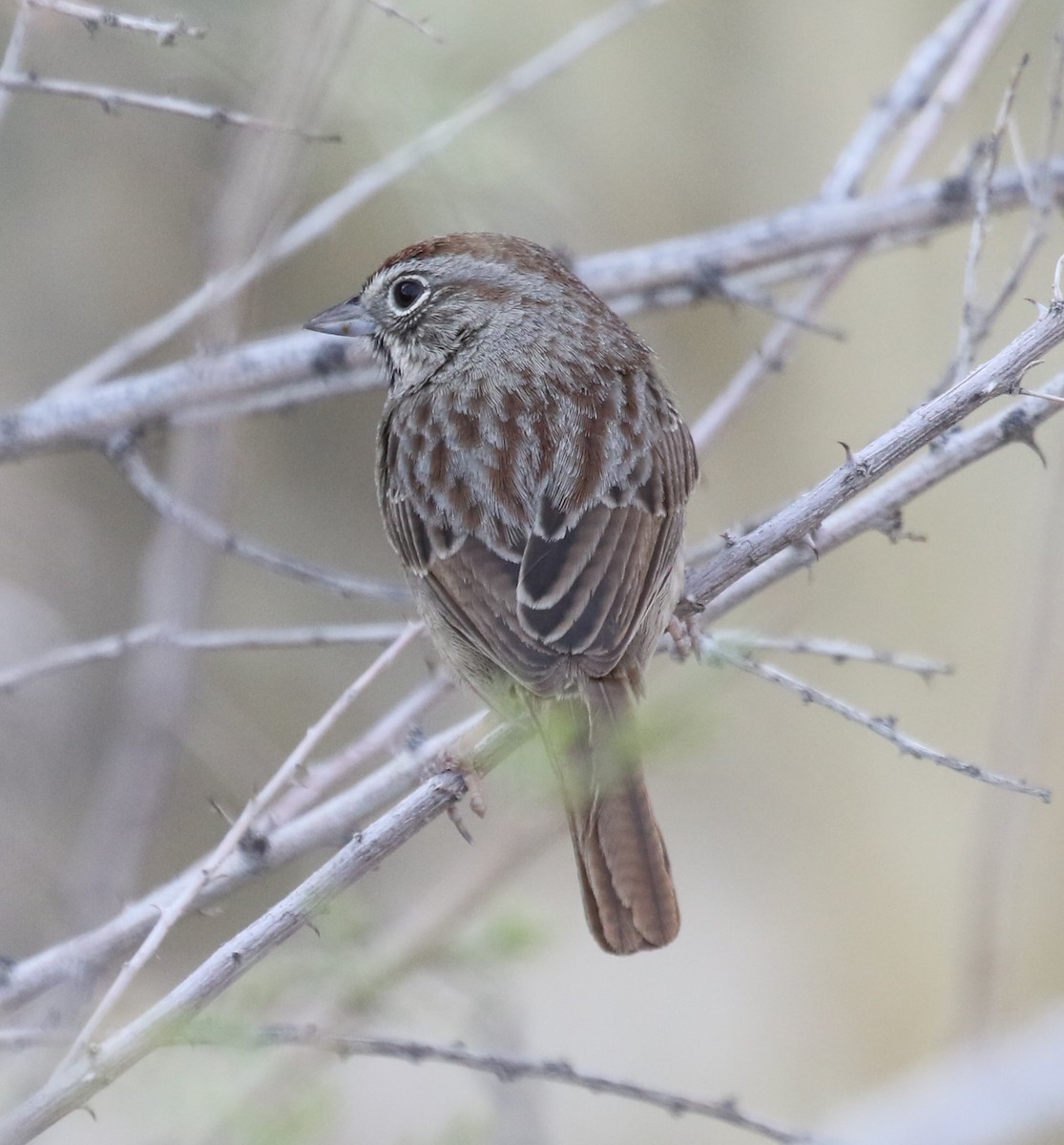 Rufous-crowned Sparrow - Bradley Waggoner
