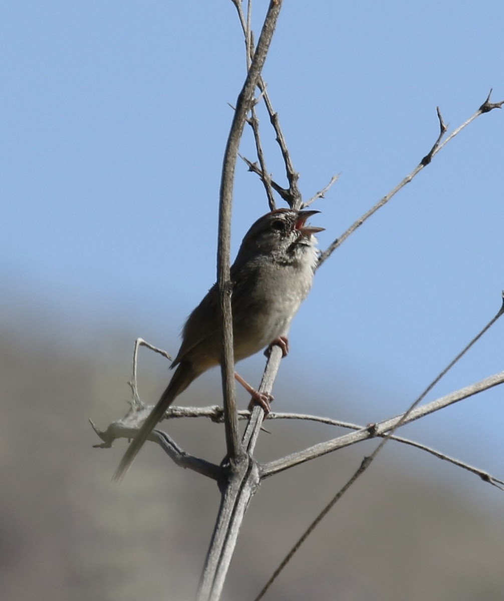 Rufous-crowned Sparrow - ML617800574