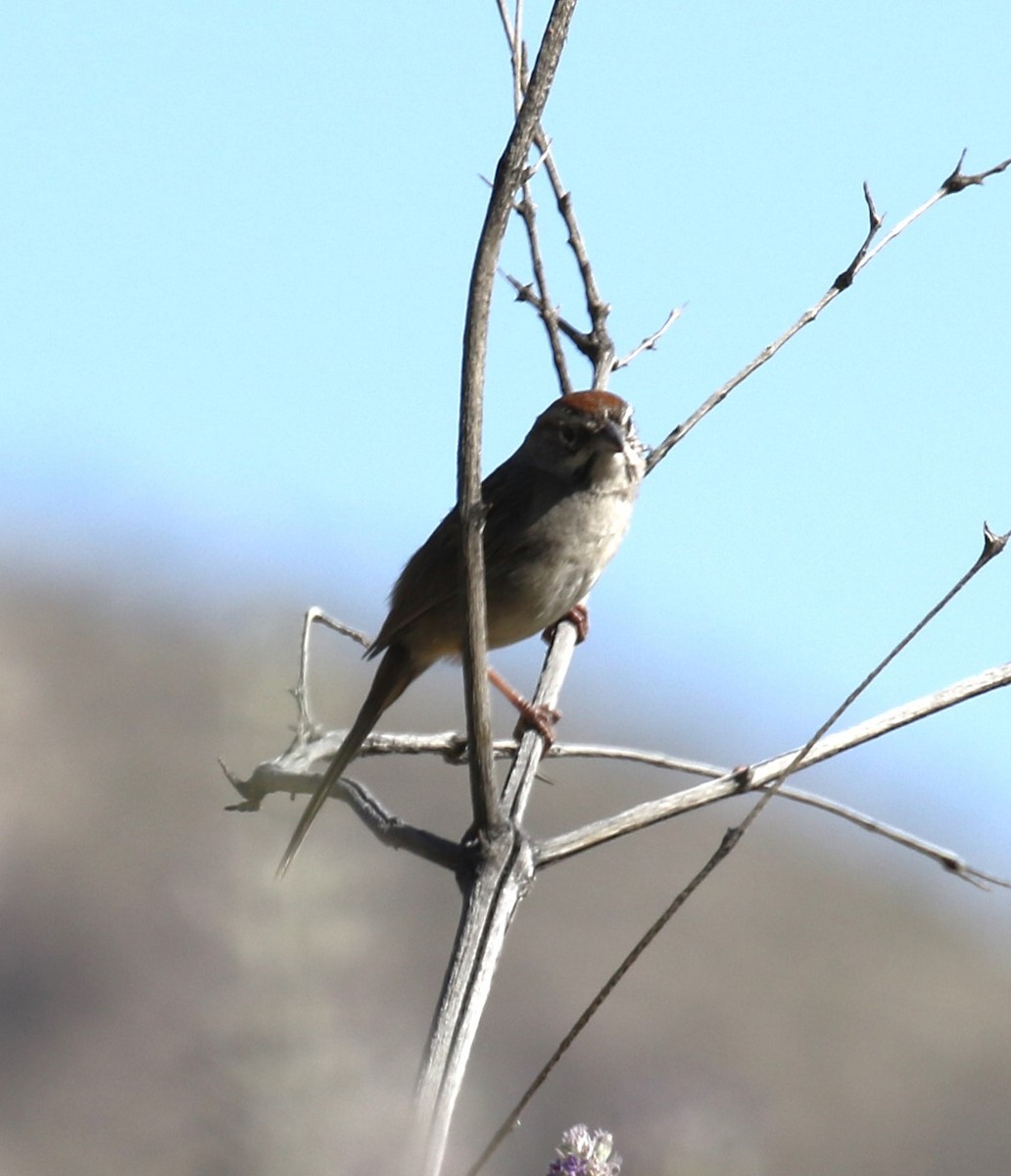 Rufous-crowned Sparrow - ML617800579