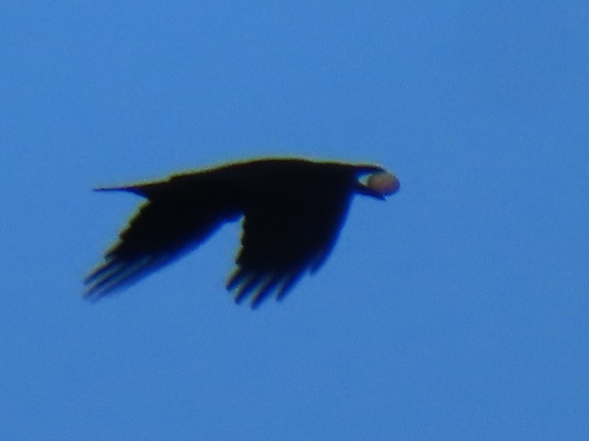 Common Raven - ML617800596