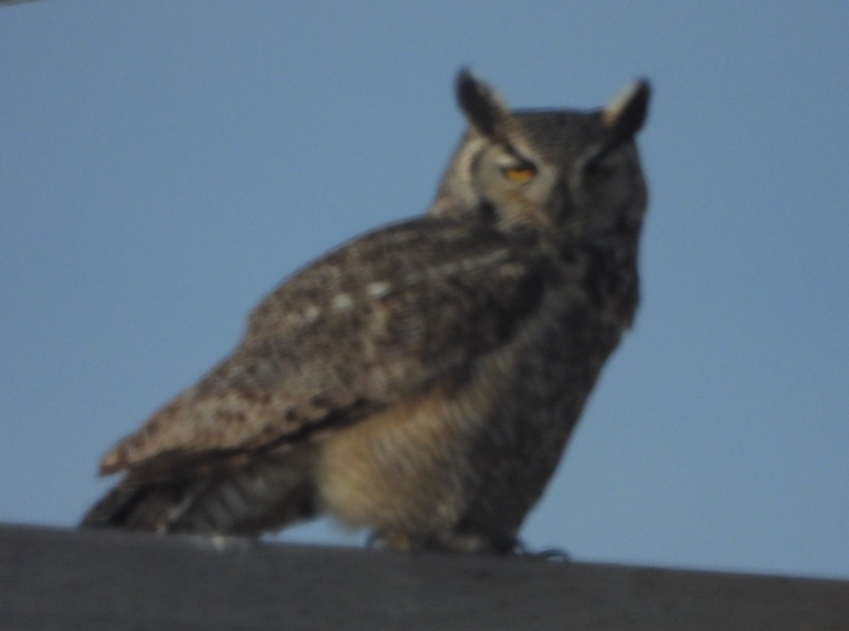 Great Horned Owl - Joanna Clark