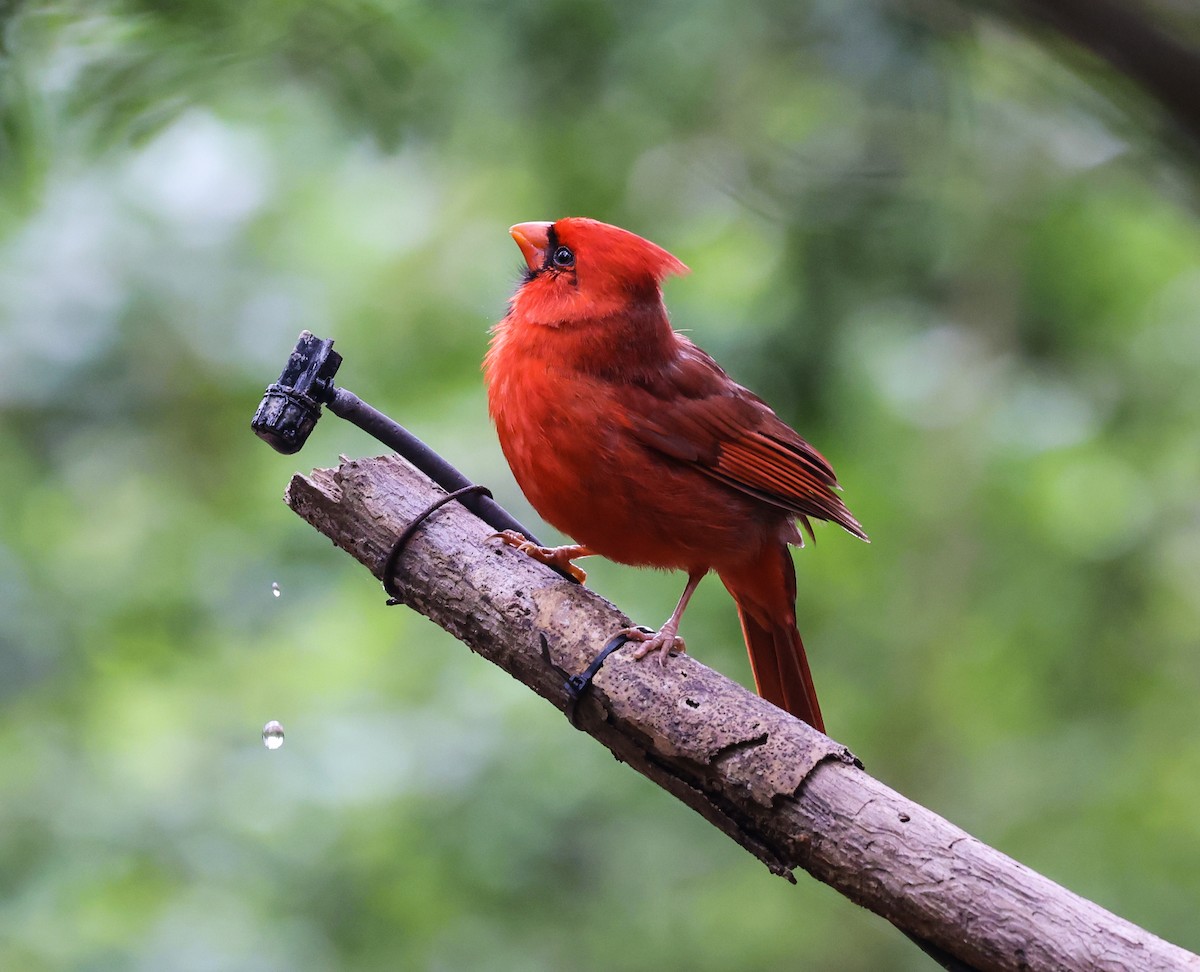 Cardinal rouge - ML617800629