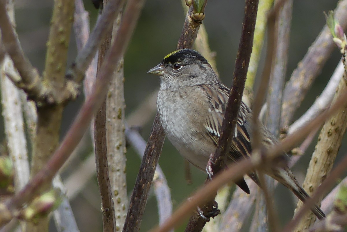 Golden-crowned Sparrow - ML617800650