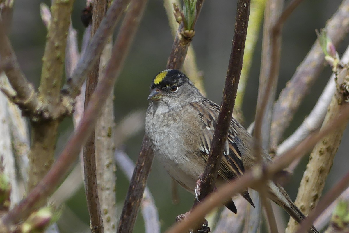 Golden-crowned Sparrow - ML617800665