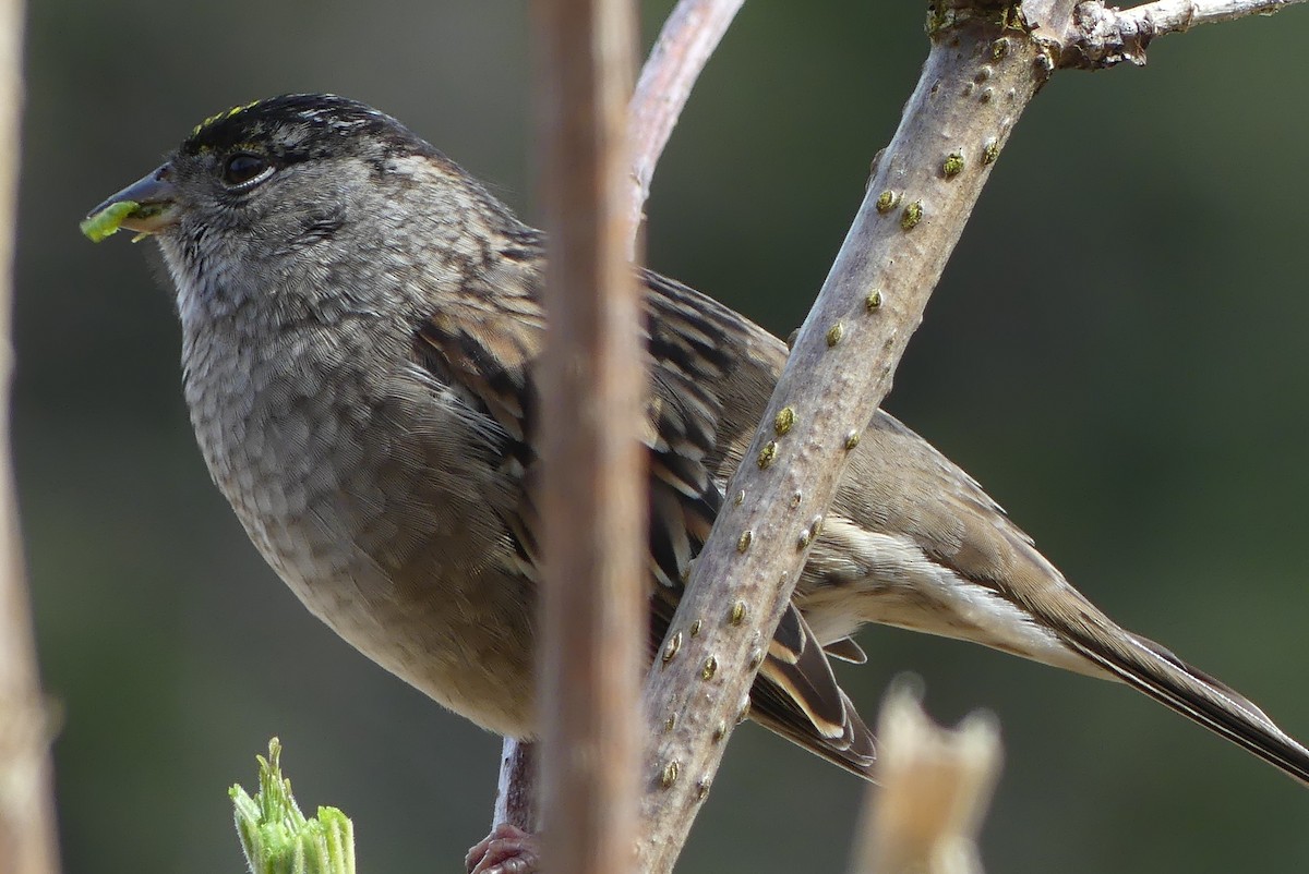 Golden-crowned Sparrow - ML617800675