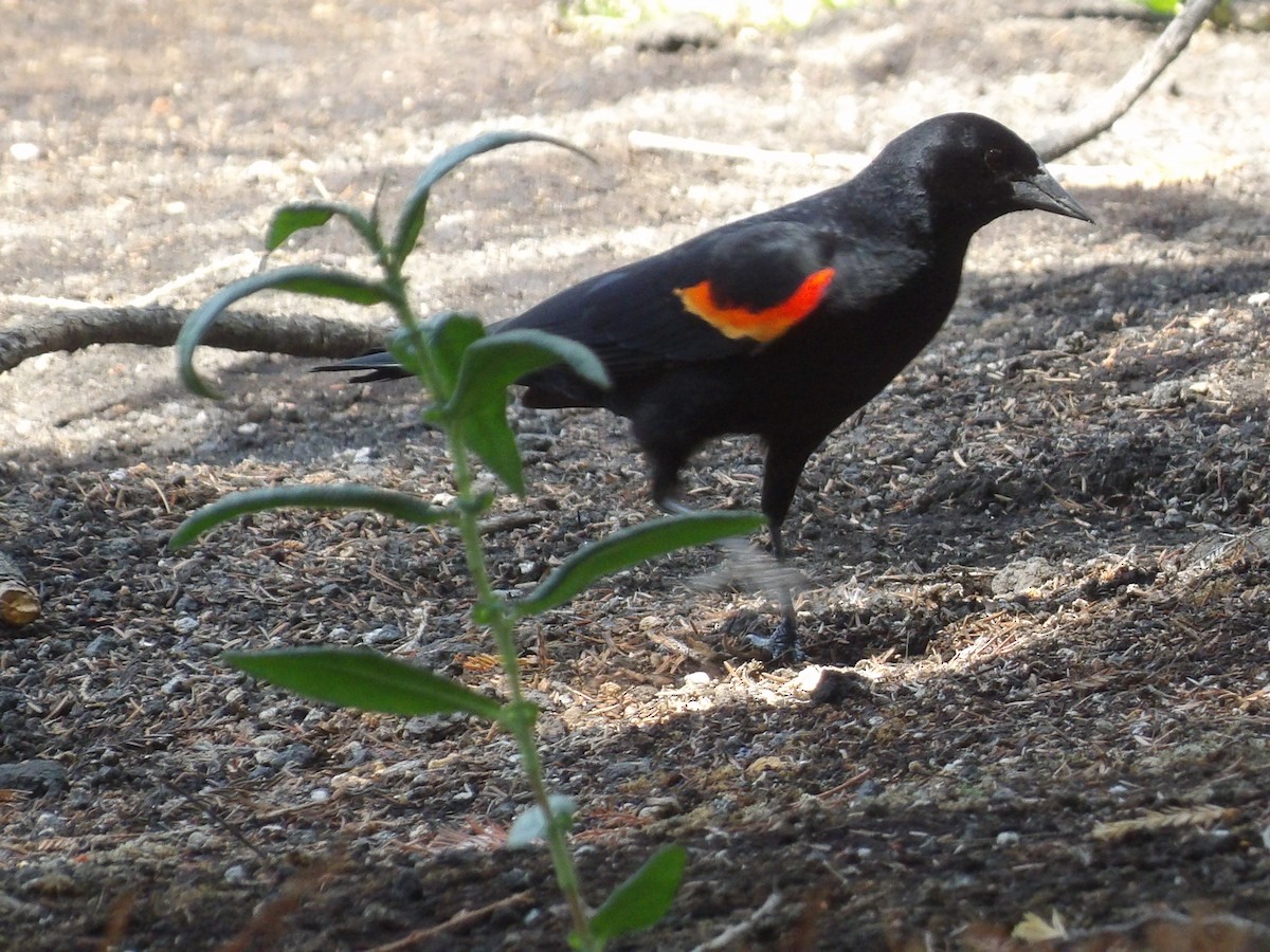 Red-winged Blackbird (Mexican Bicolored) - ML617800688