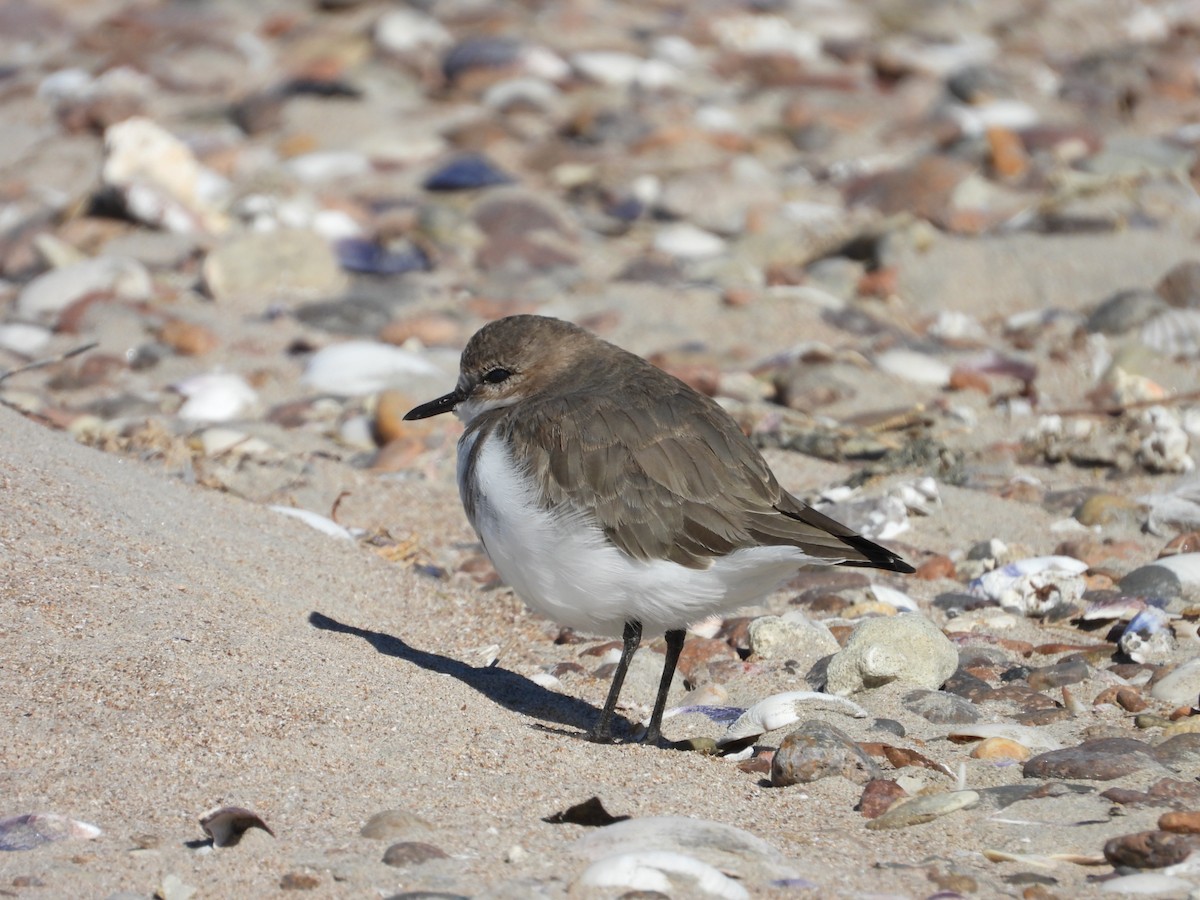 Two-banded Plover - ML617800692