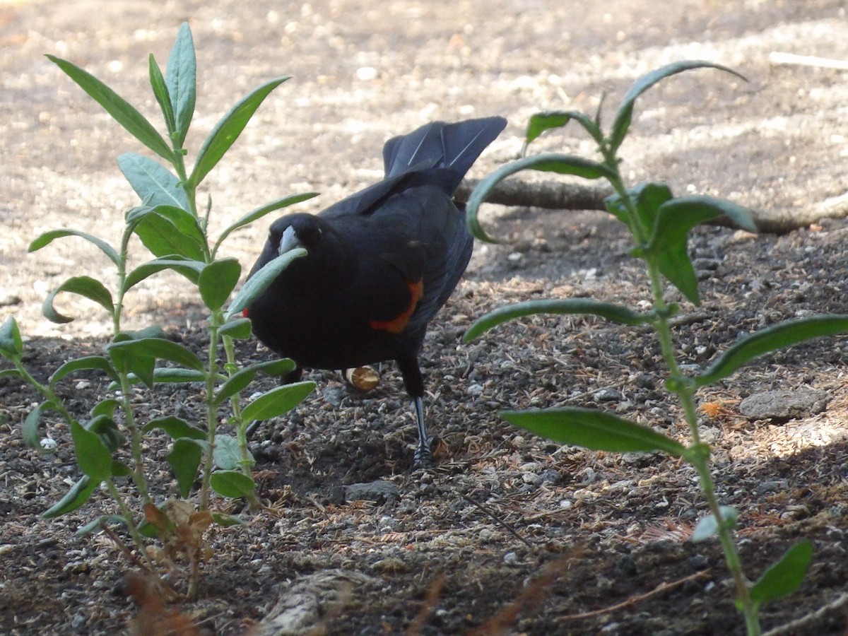Red-winged Blackbird (Mexican Bicolored) - ML617800693