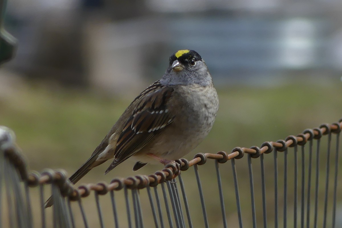 Golden-crowned Sparrow - ML617800696