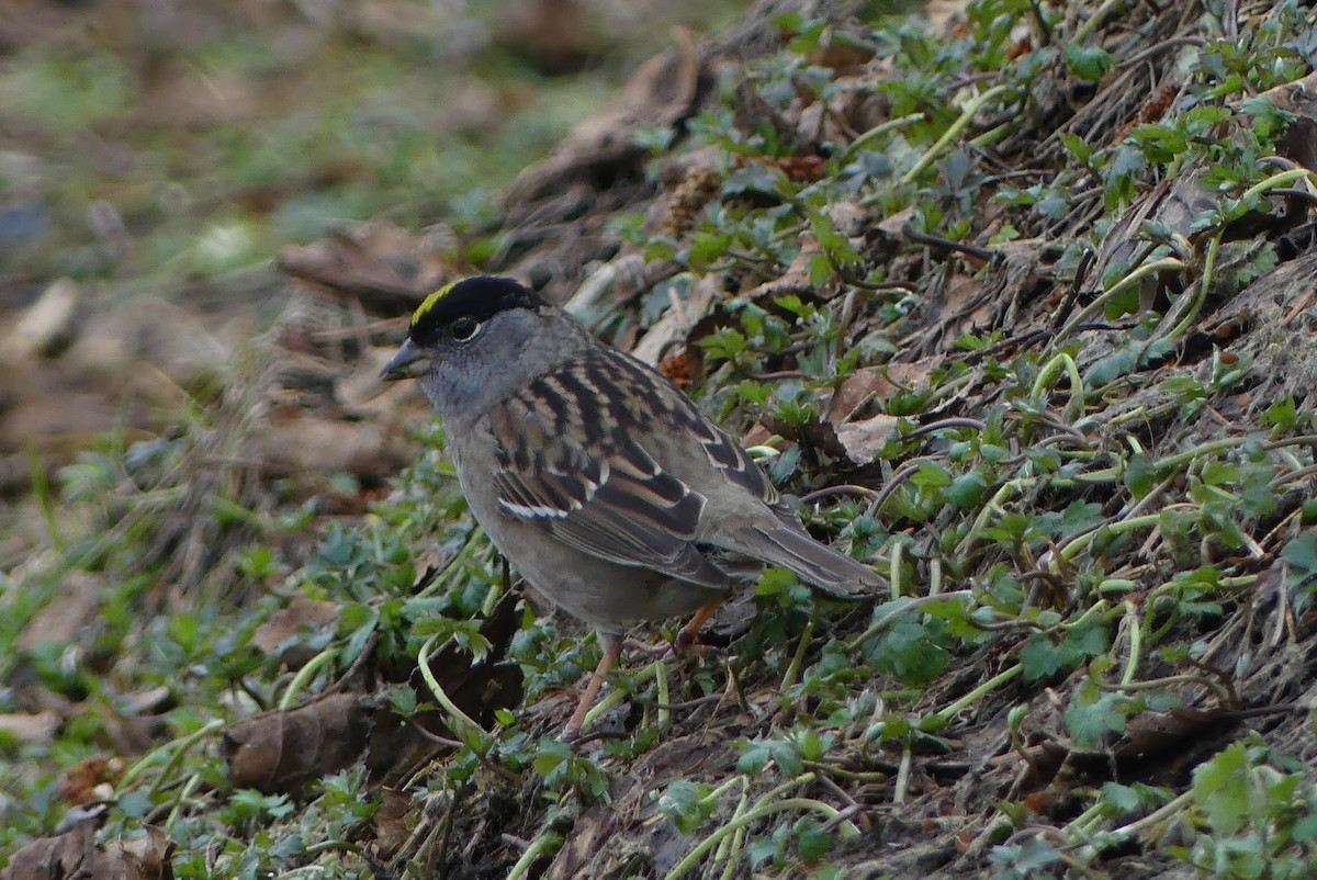 Golden-crowned Sparrow - ML617800703