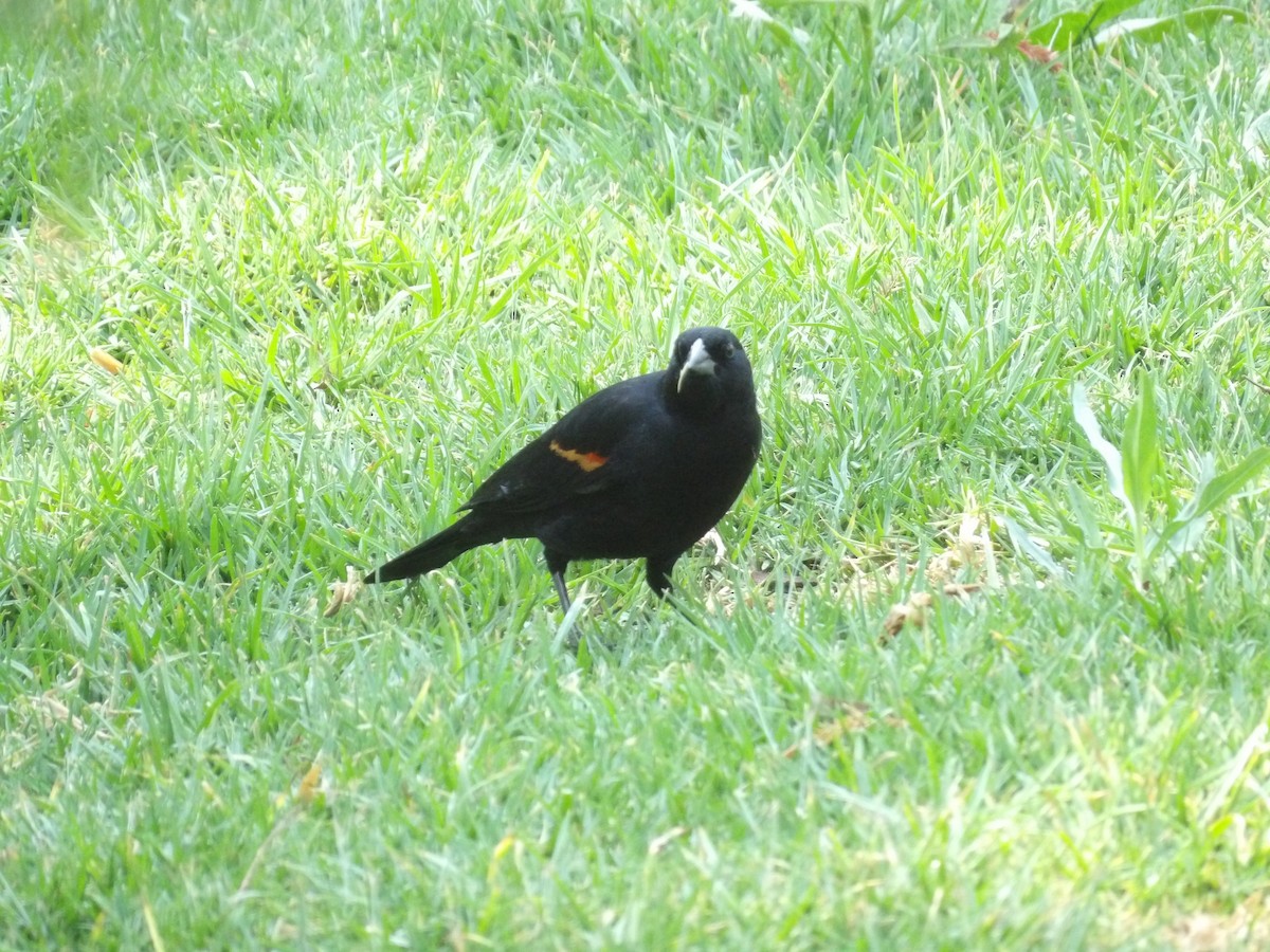 Red-winged Blackbird (Mexican Bicolored) - ML617800713