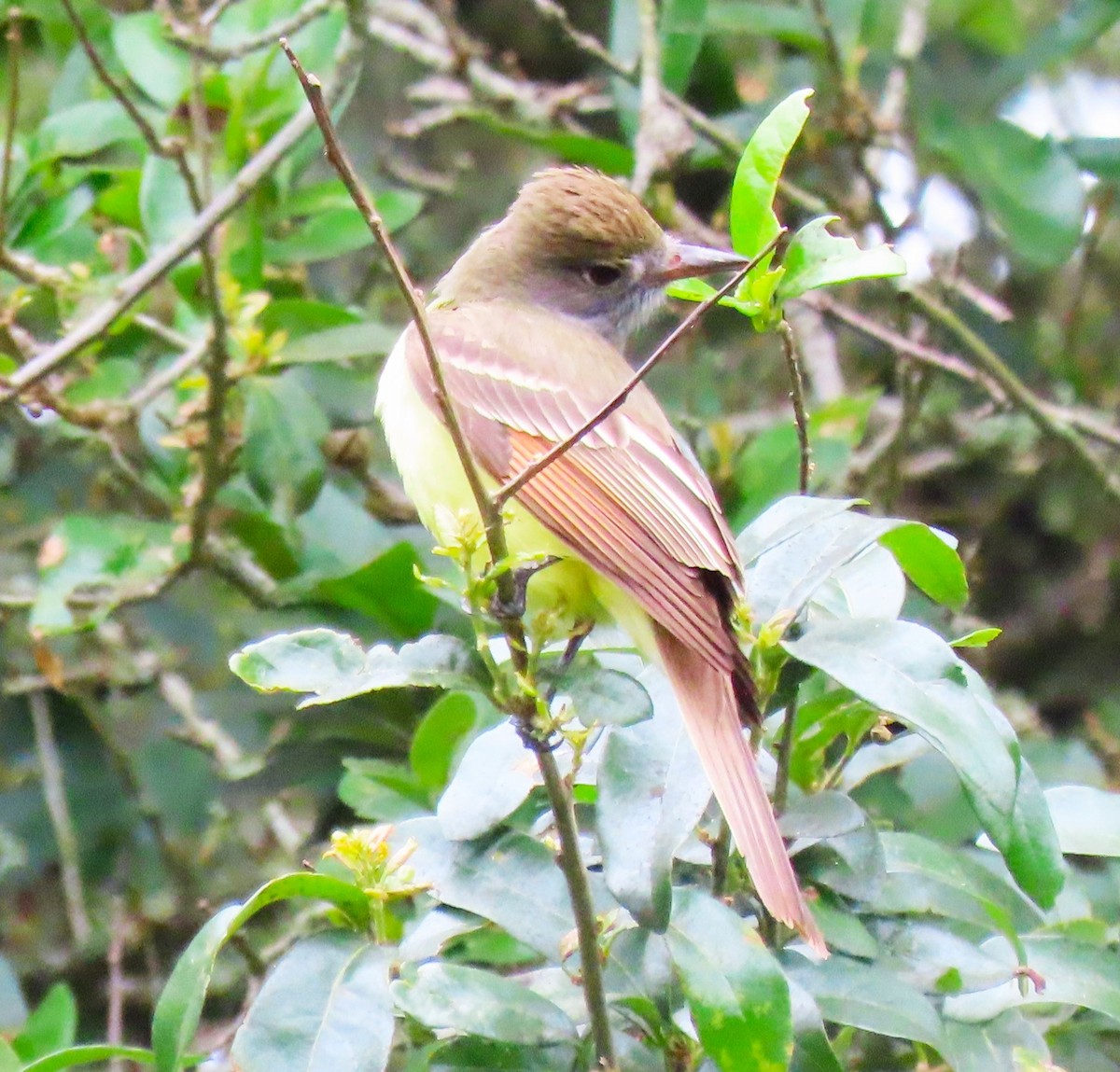 Great Crested Flycatcher - ML617800742