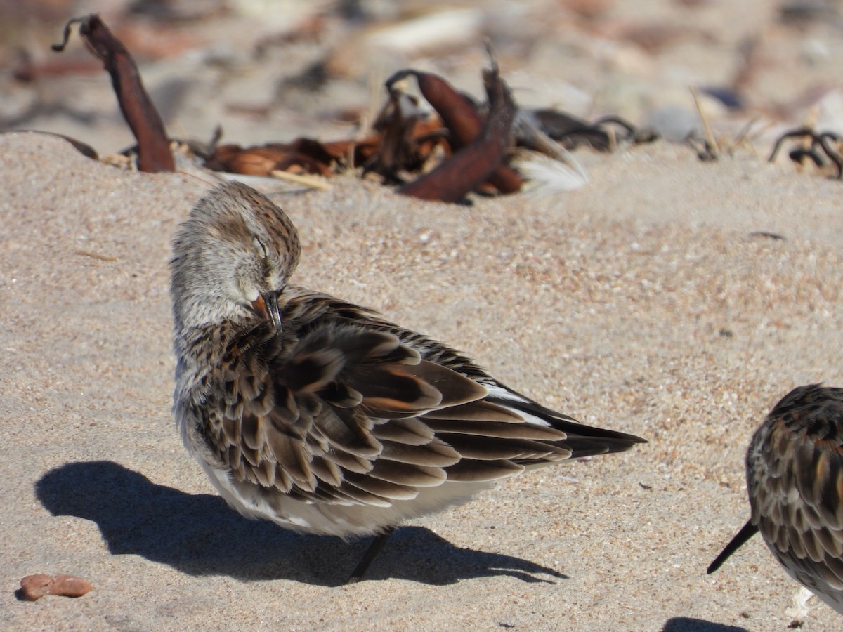 White-rumped Sandpiper - Más Aves