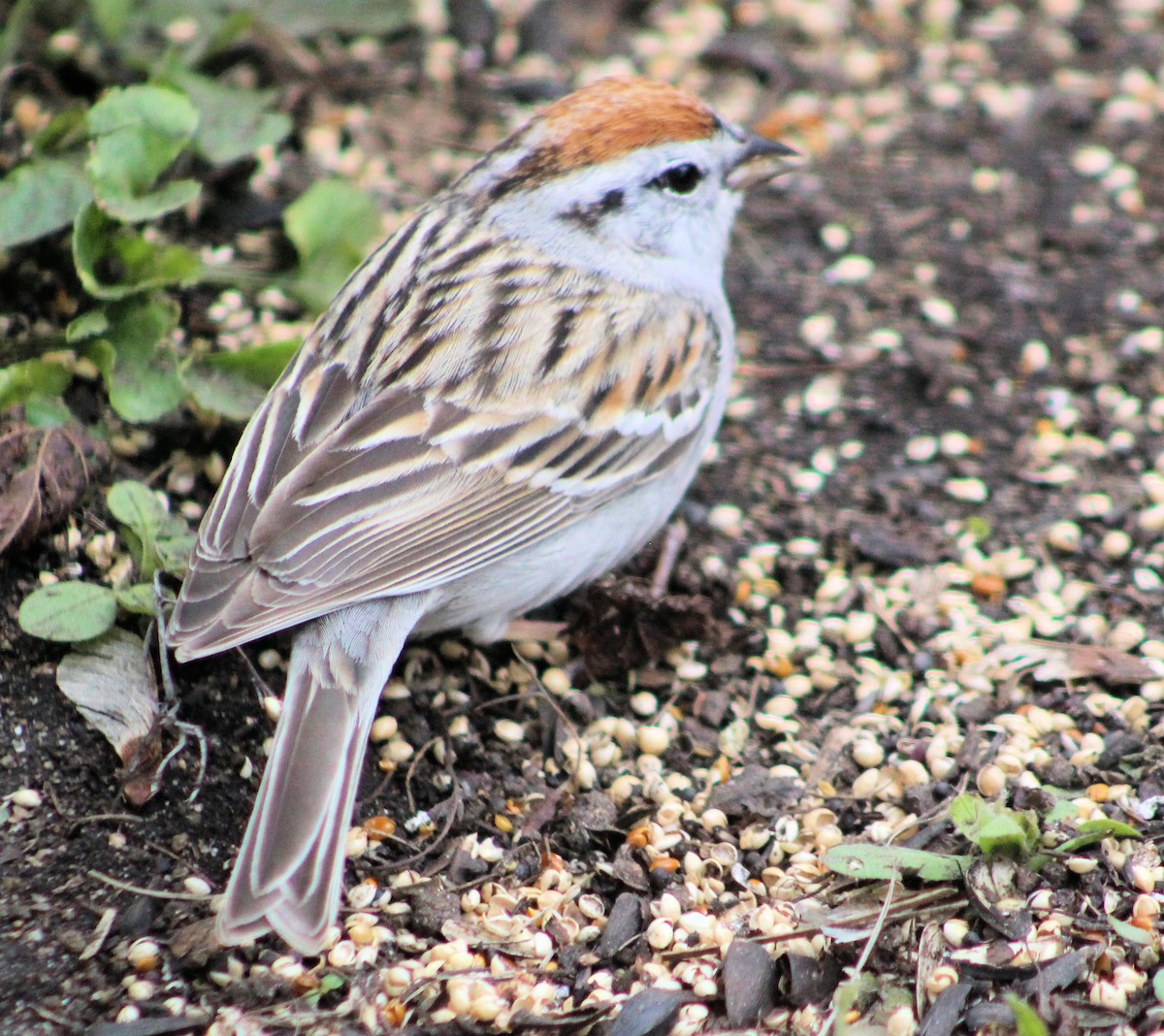 Chipping Sparrow - ML617800766