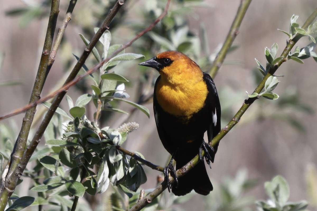 Yellow-headed Blackbird - ML617800830