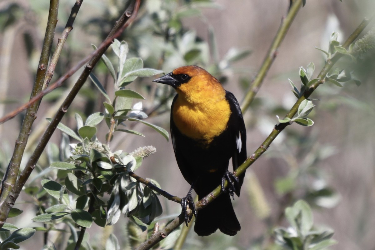 Yellow-headed Blackbird - ML617800831