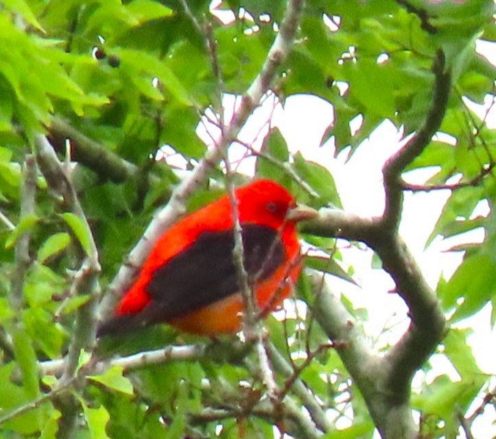 Scarlet Tanager - ML617800861