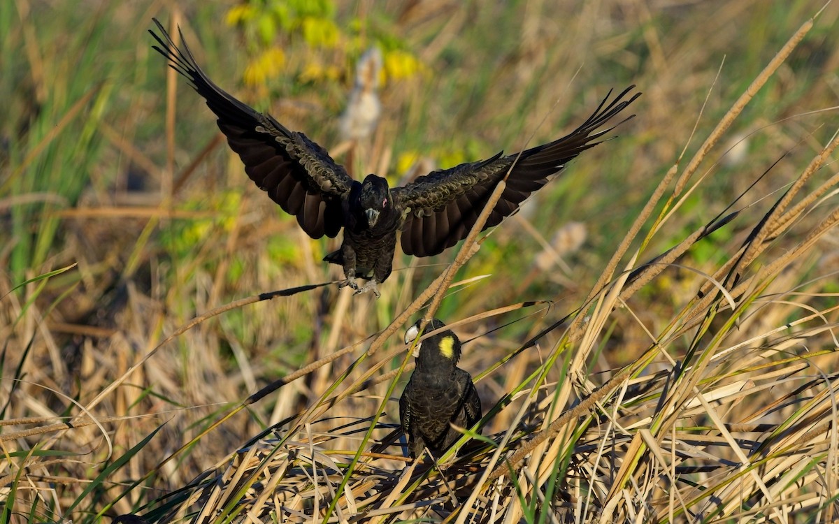 Yellow-tailed Black-Cockatoo - ML617800865
