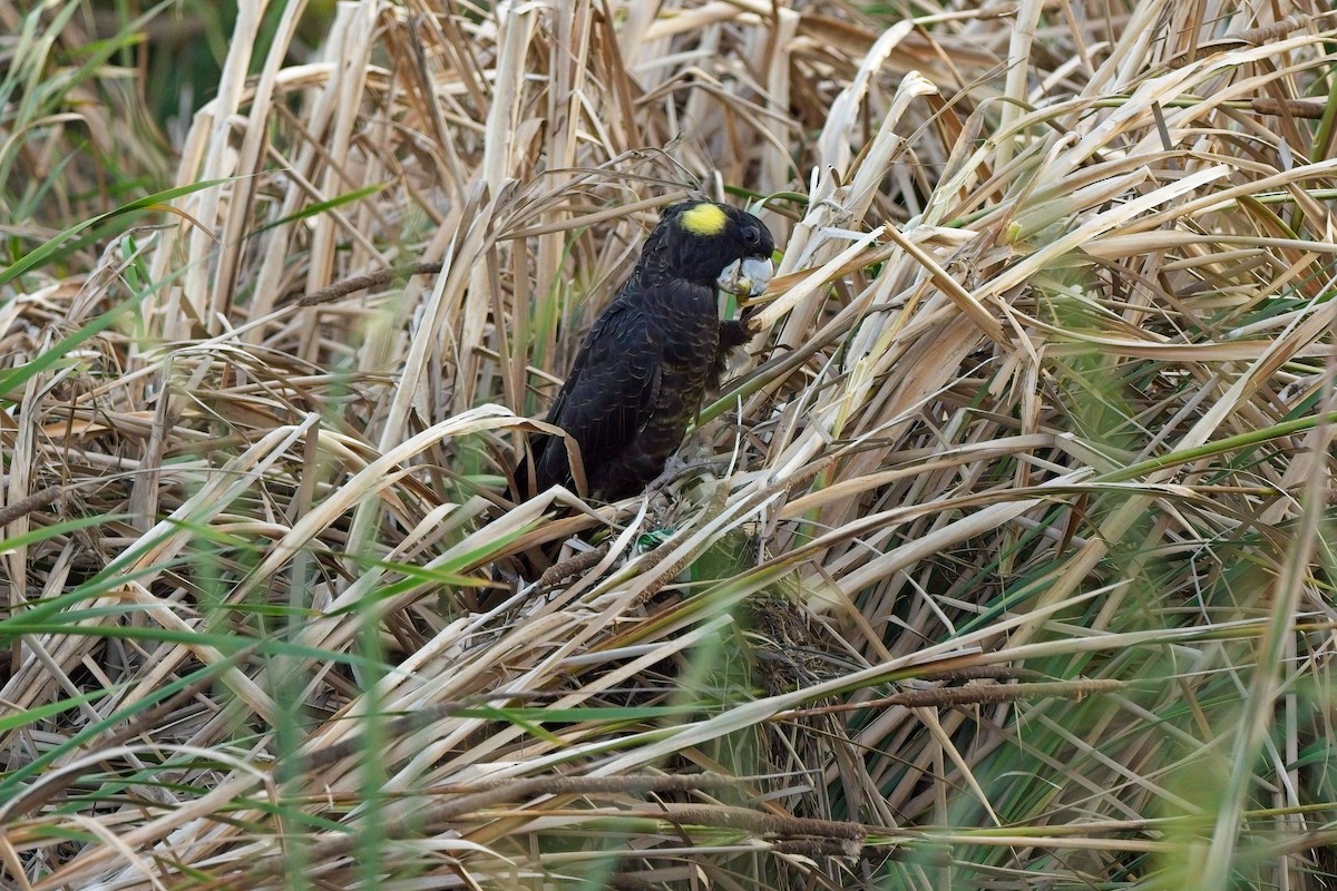Yellow-tailed Black-Cockatoo - ML617800866