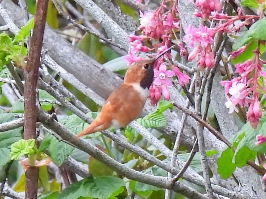Rufous Hummingbird - ML617800918