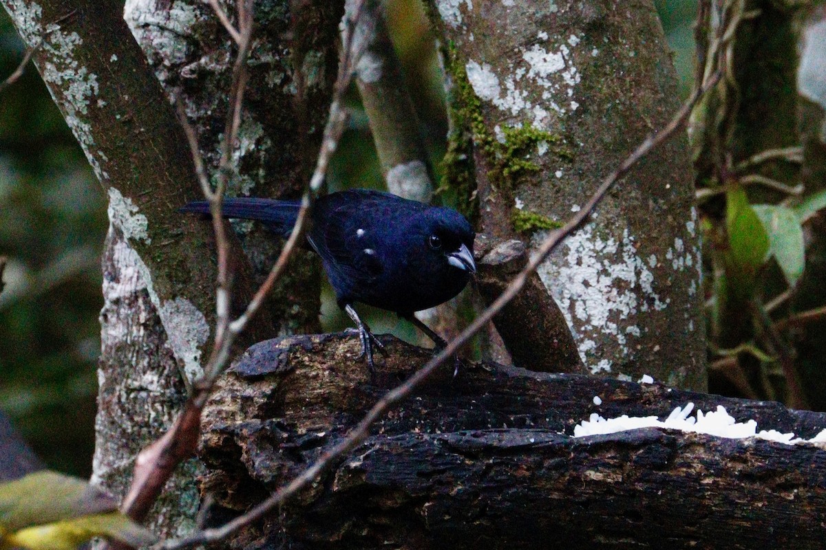 White-lined Tanager - ML617800979