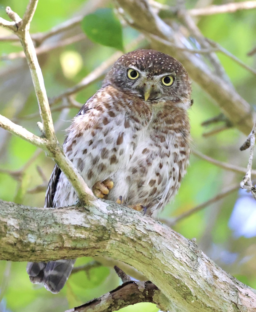 Cuban Pygmy-Owl - ML617800993