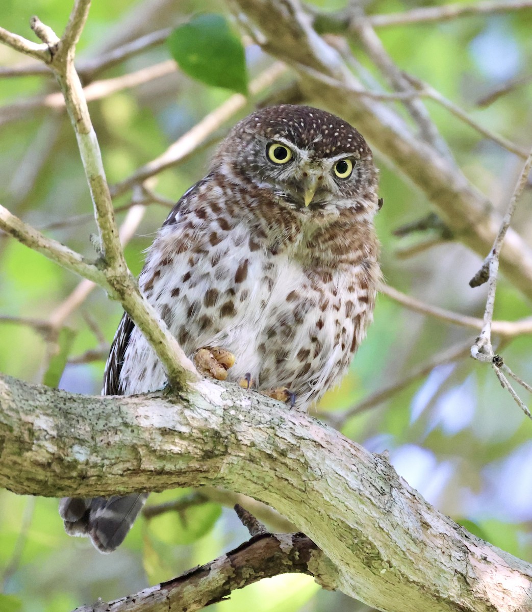 Cuban Pygmy-Owl - ML617800994