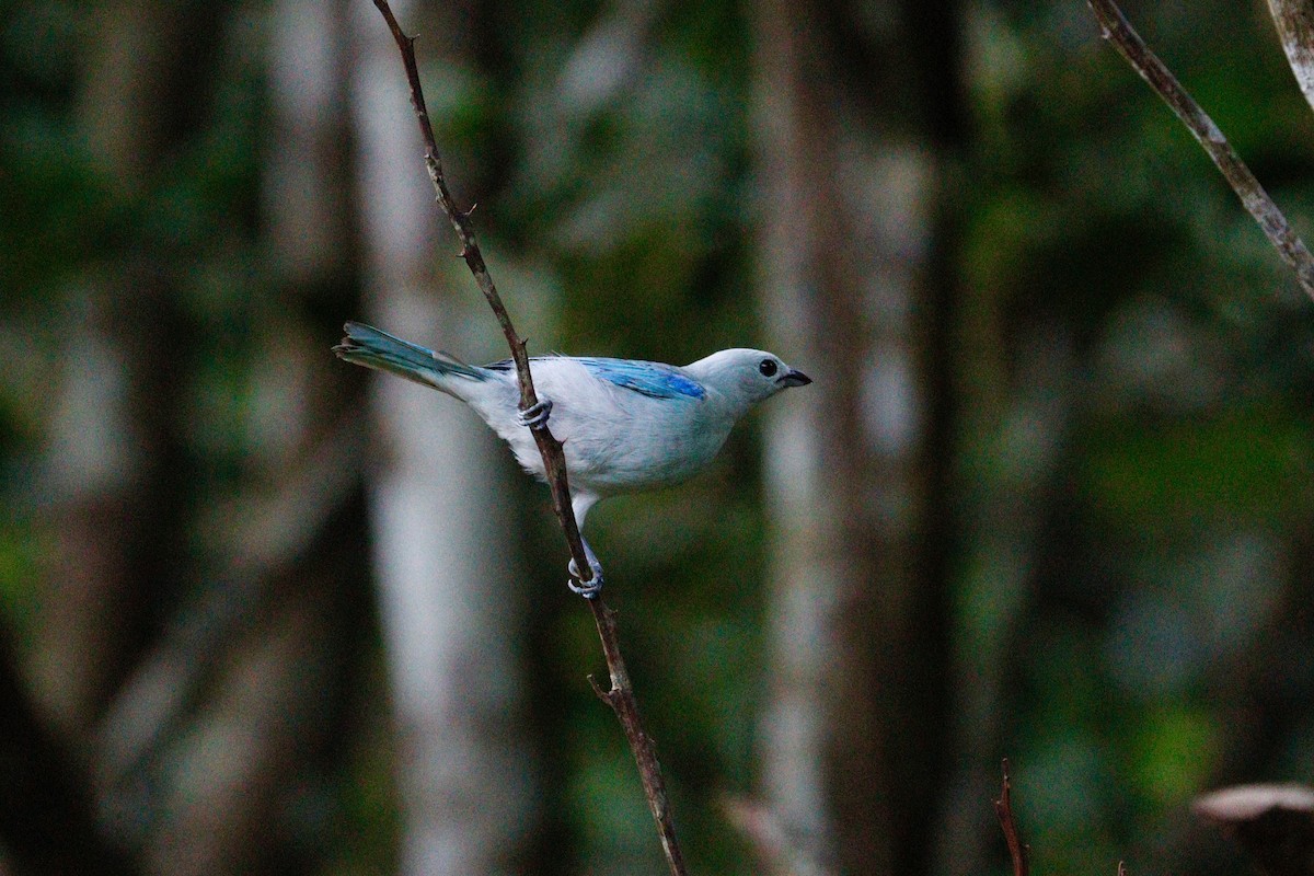 Blue-gray Tanager - ML617800996