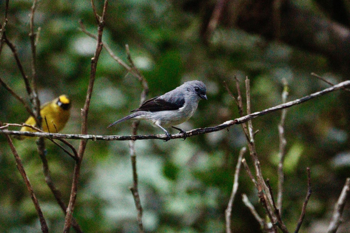Plain-colored Tanager - ML617801007