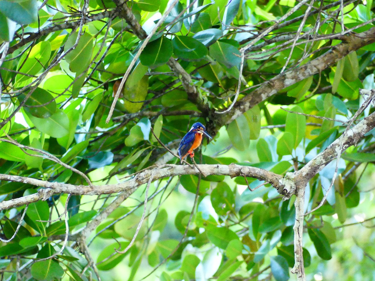 Blue-eared Kingfisher - ML617801199
