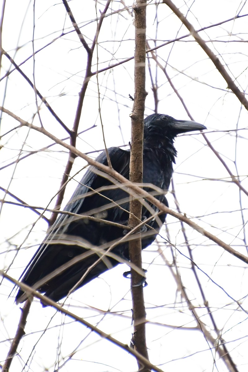 Large-billed Crow - ML617801201