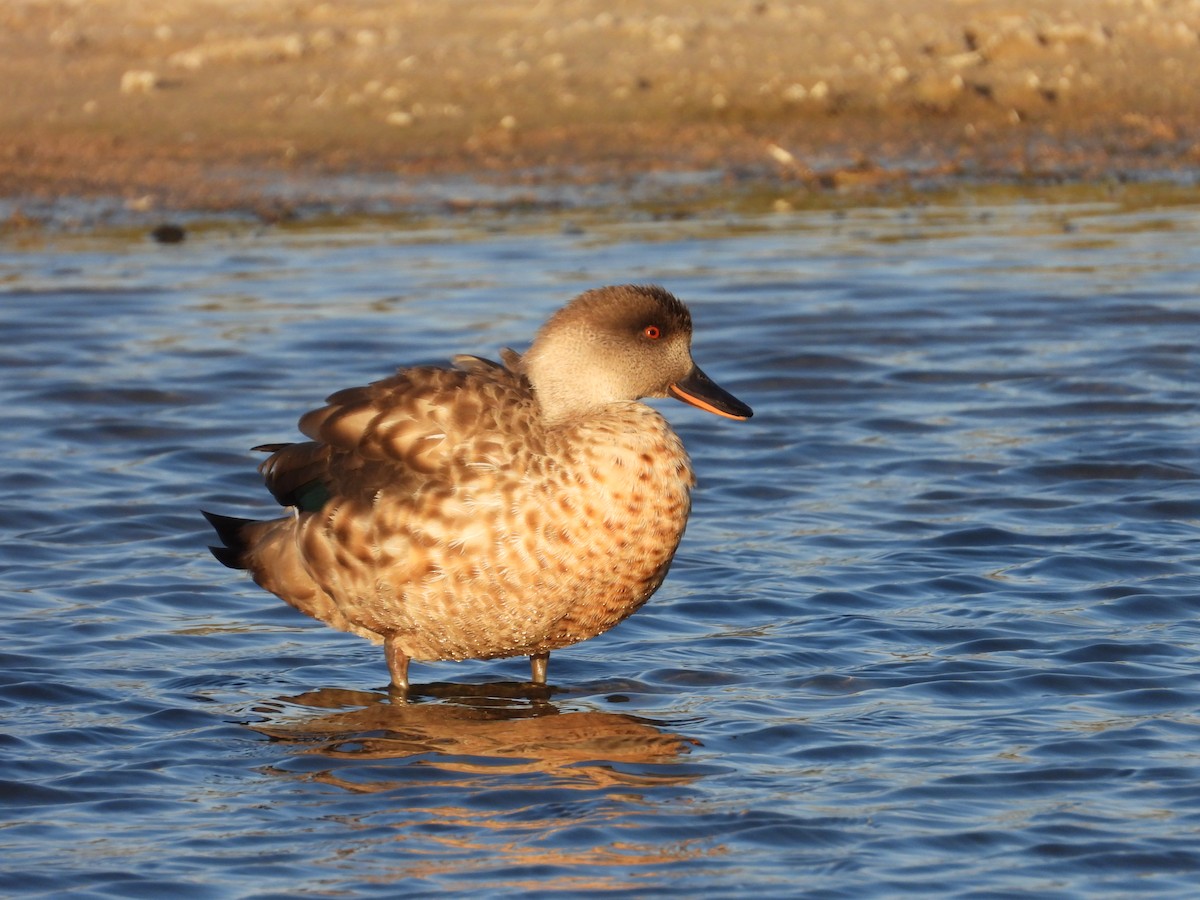 Crested Duck - ML617801203