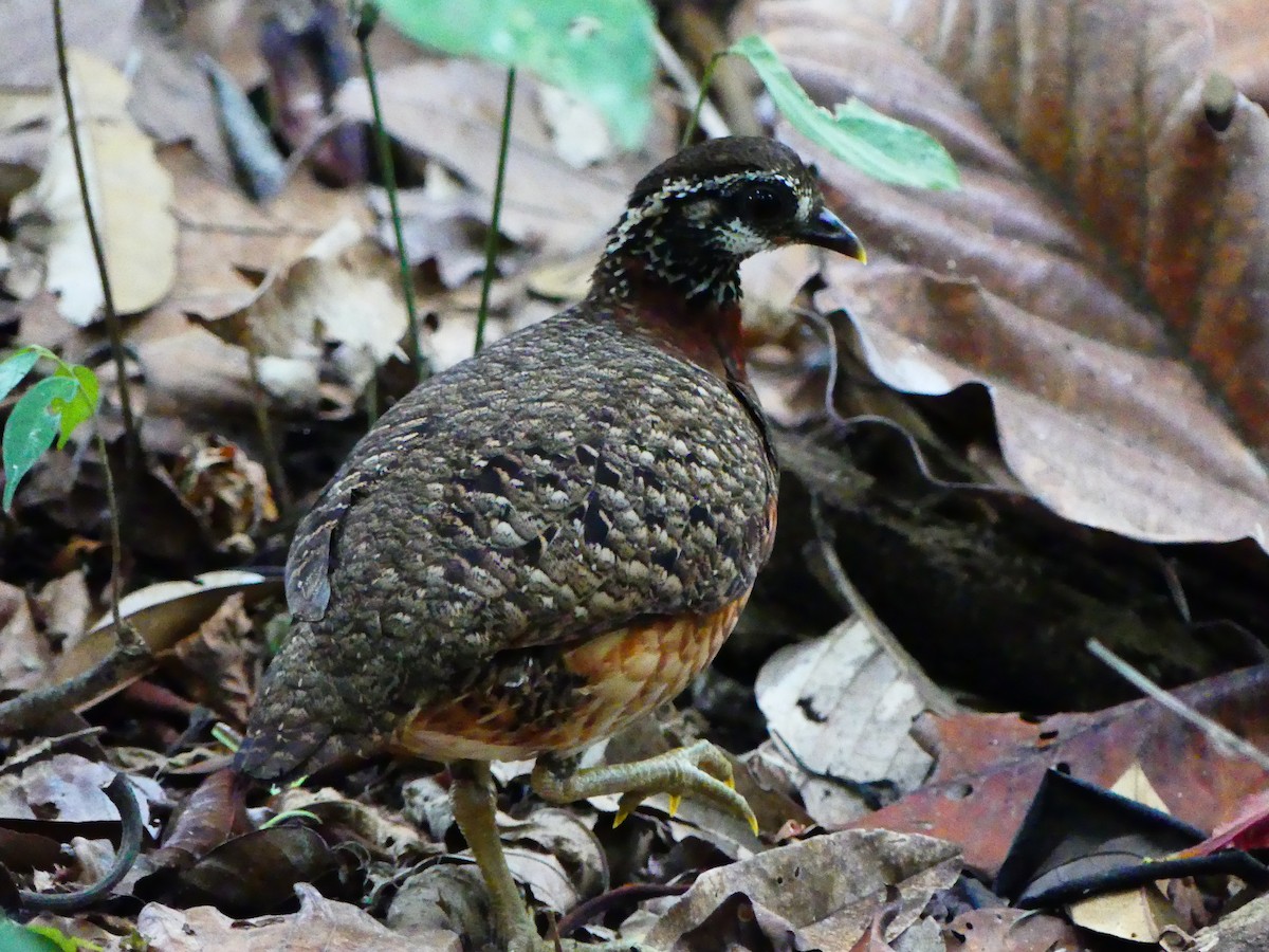 Red-breasted Partridge - ML617801221