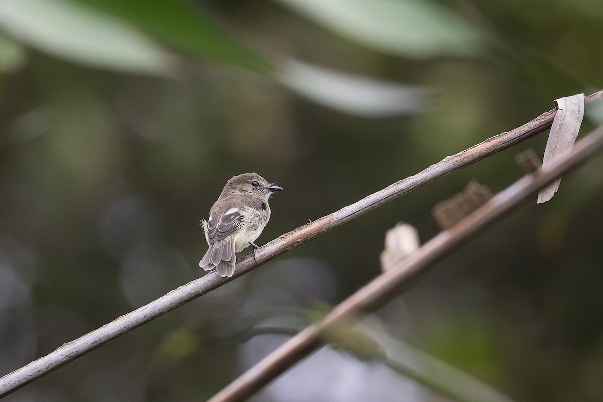 Olive-chested Flycatcher - ML617801253