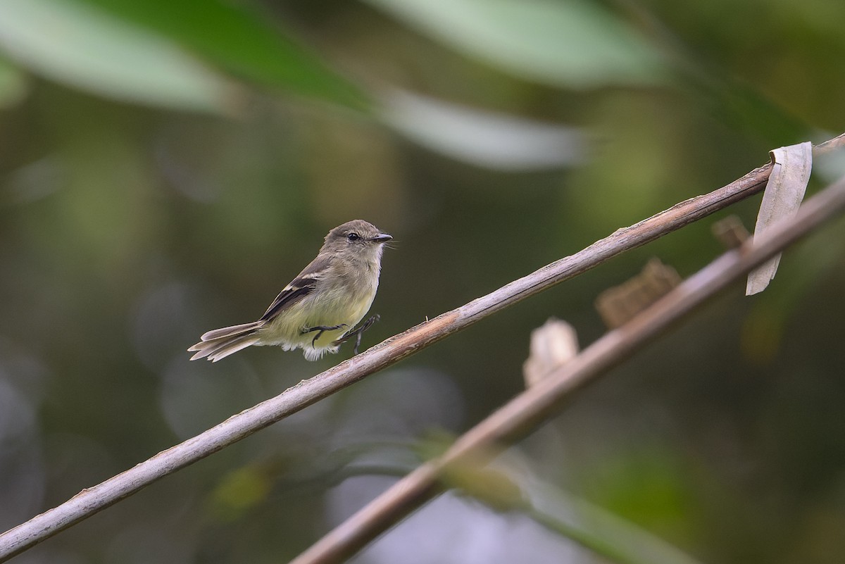 Olive-chested Flycatcher - ML617801254