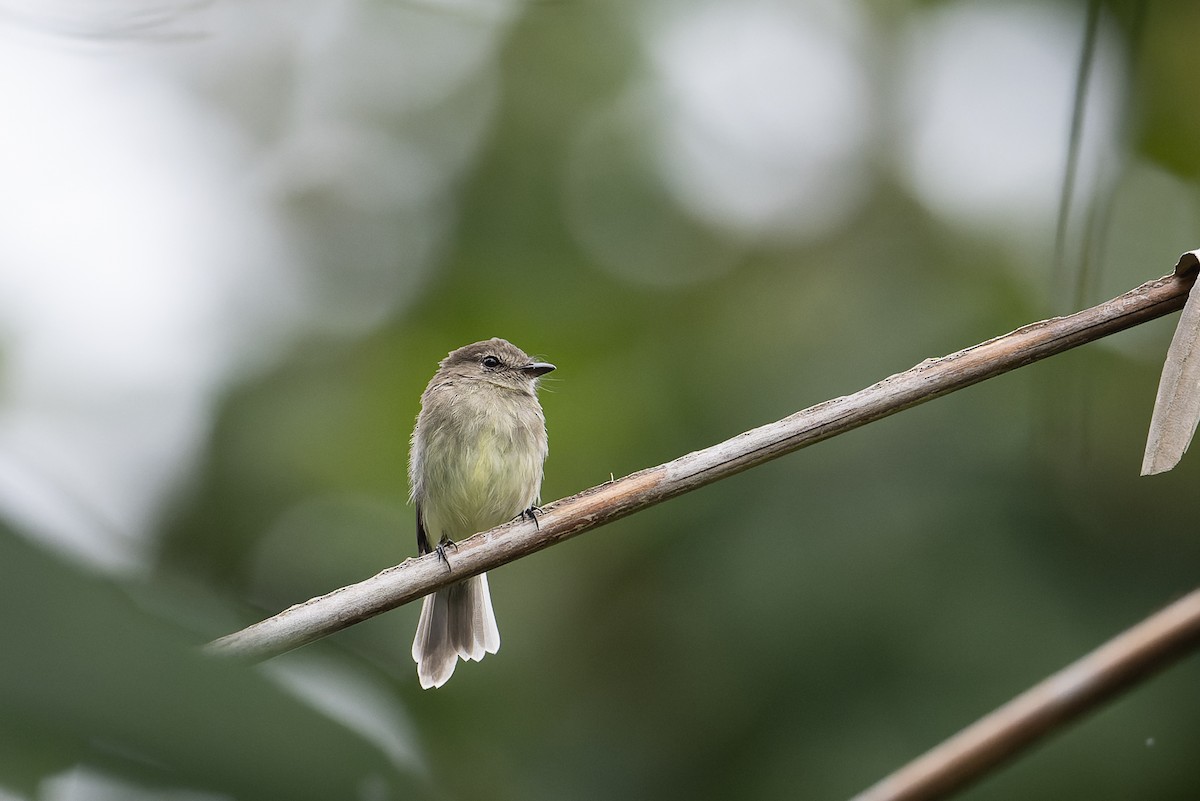 Olive-chested Flycatcher - ML617801255